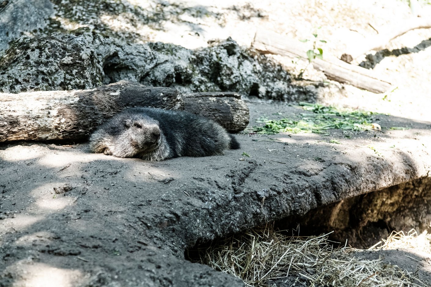 Neumünster_Tierpark-2