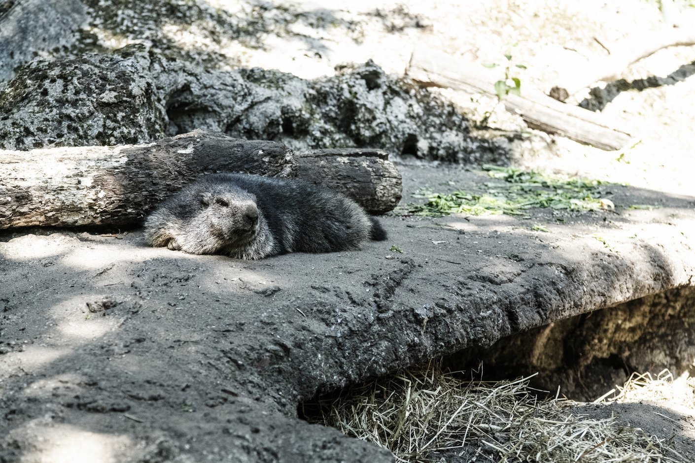 Neumünster_Tierpark-2