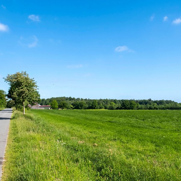 Straße durch eine grüne Feld-Landschaft in der Gemeinde Ninborstel