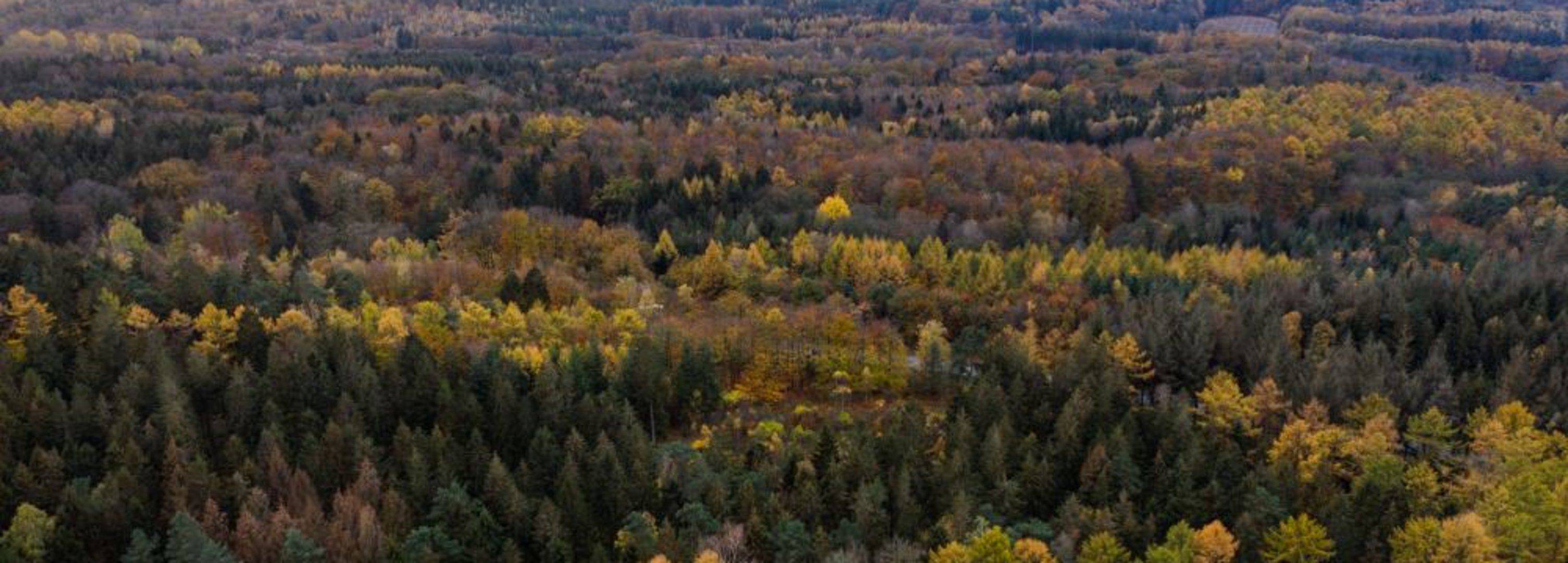 Der Boxberg im Naturpark Aukrug ist ein beliebtes Ausflugsziel