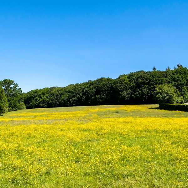 Gelbes Feld in Sommer in der Gemeinde Mörel im Amt Mittelholstein