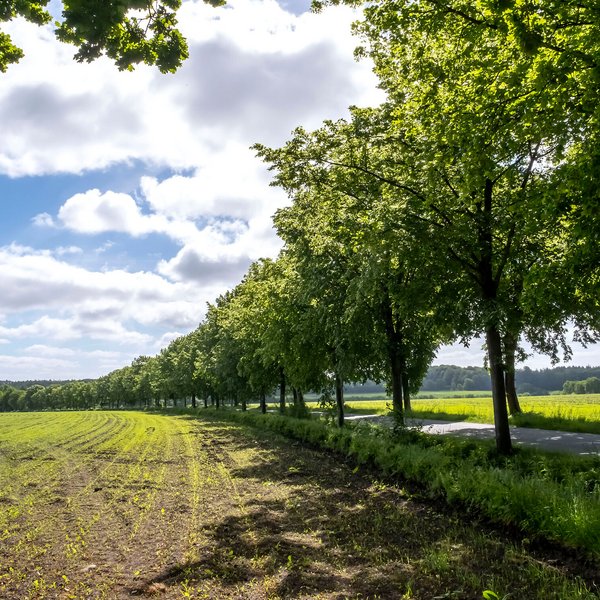 Eine Straße windet sich durch eine Allee aus Bäumem durch die Landschaft der Gemeinde Remmels Amt Mittelholstein