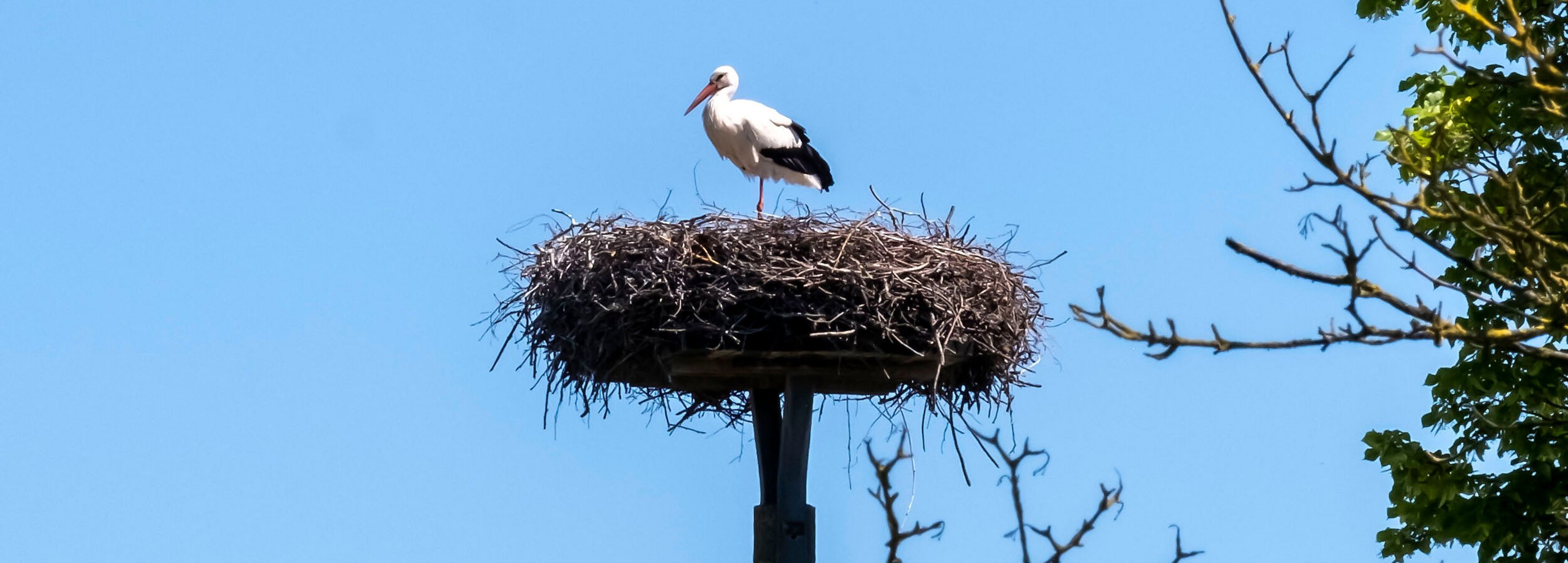Ein Storch sitzt mit seinem Kücken im Nest in der Gemeinde Oldenbüttel Amt Mittelholstein