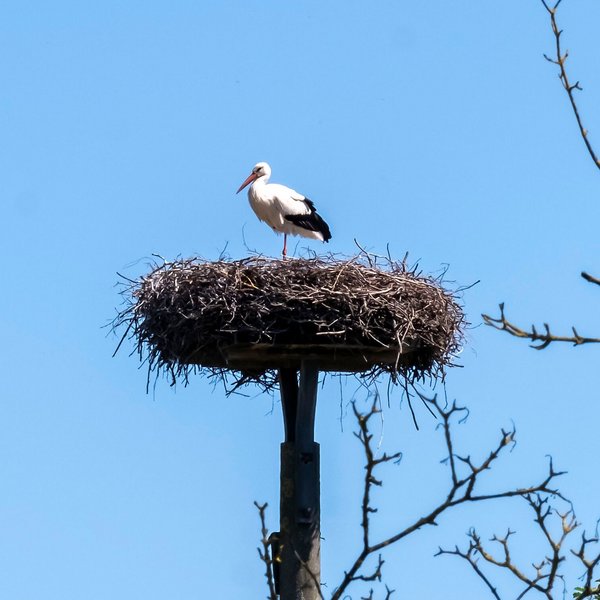 Ein Storch sitzt mit seinem Kücken im Nest in der Gemeinde Oldenbüttel Amt Mittelholstein