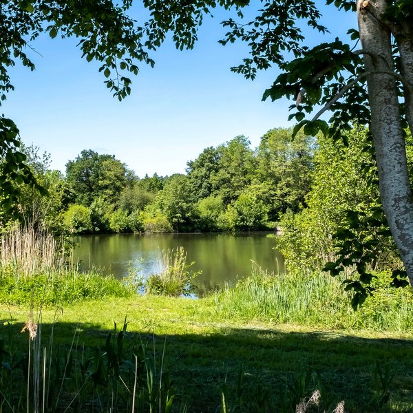 Idyllische natur mit einem See zwischen Bäumen in der Gemeinde Tappendorf im Amt Mittelholstein
