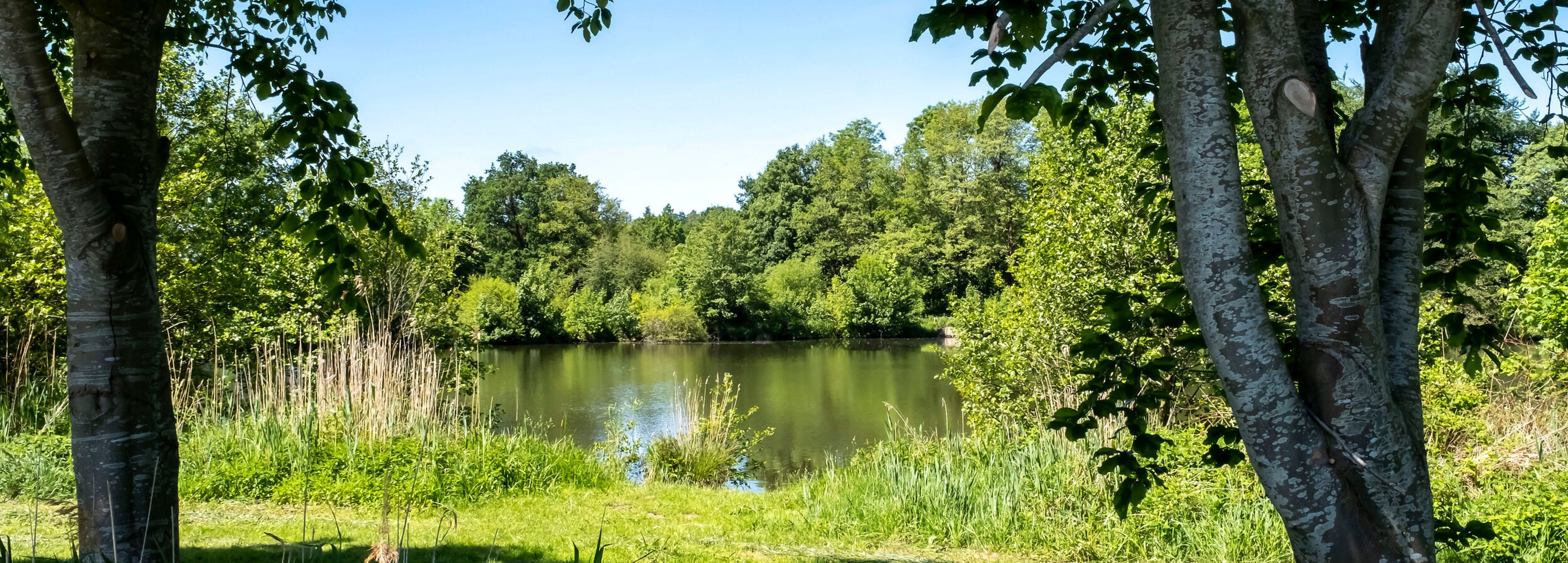 Idyllische natur mit einem See zwischen Bäumen in der Gemeinde Tappendorf im Amt Mittelholstein