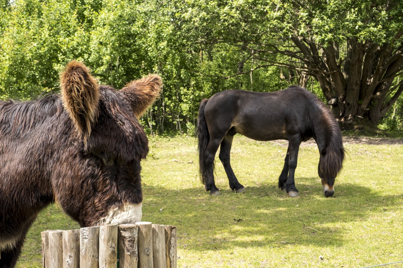 Tierpark Arche Warder_28