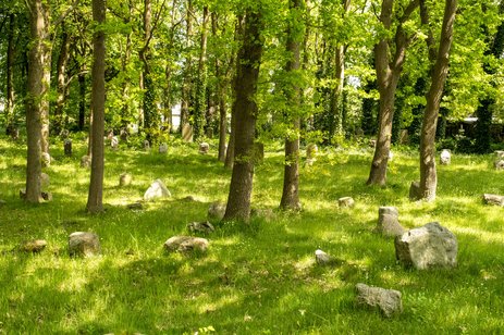 Wald Westerrönfeld Freizeit Ausflugstipp Natur