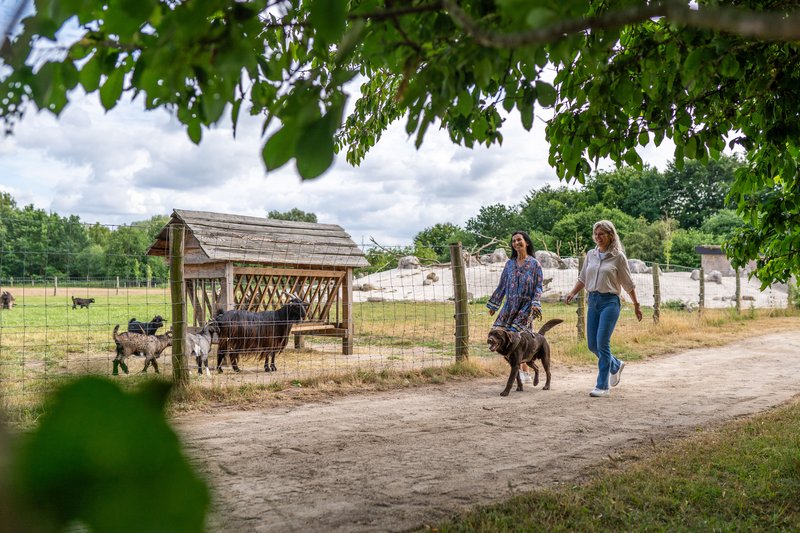 Zwei Frauen spazieren mit einem Hund an einem Ziegengehege im Tierpark Arche Warder vorbei.